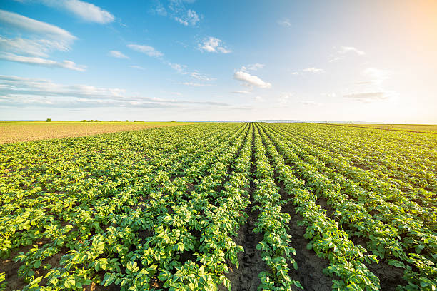 campo verde de cultivos de papa en una fila - patata fotografías e imágenes de stock