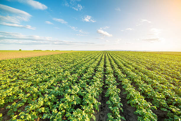 連続したジャガイモ作物の緑のフィールド - 田畑 ストックフォトと画像