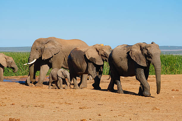 istock Elephants drinking and walking away from water hole 546173340