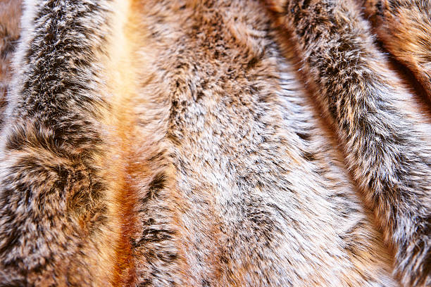 istock Natural fox furry background. Animal game 546174518