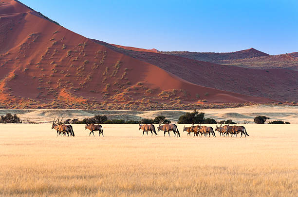 istock Herd of Gemsbok in Sossusvlei 546174540