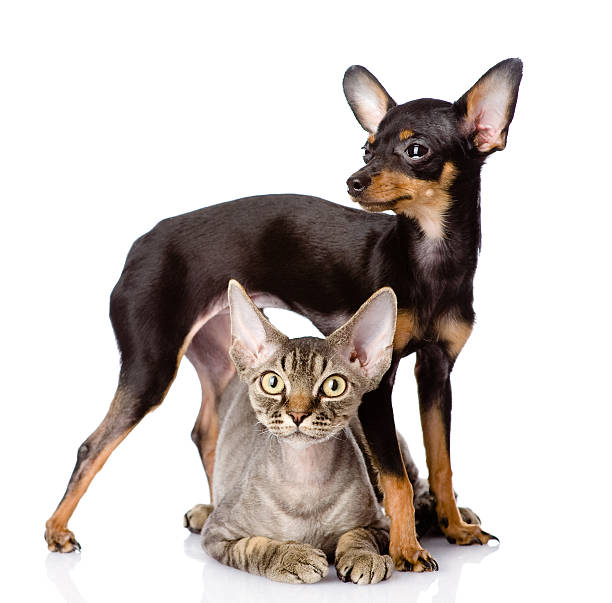 istock devon rex cat and toy-terrier puppy together 546175348