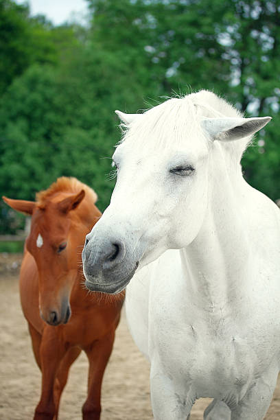istock Midday rest of horses in the herd 546175826