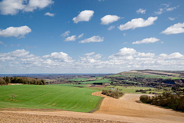 the tree on bury hill in spring - arundel england imagens e fotografias de stock