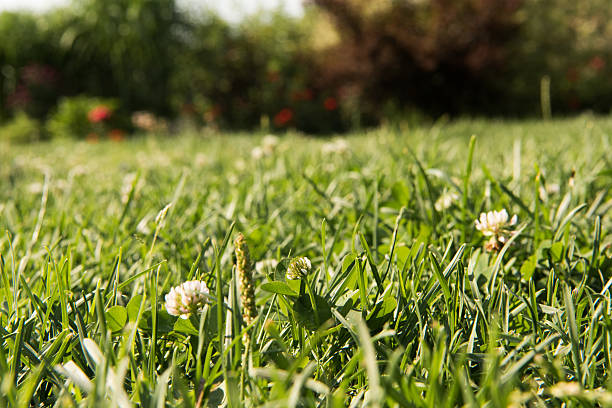 istock green field summer day background 546177954