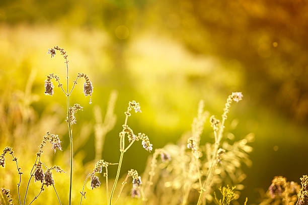 istock Toned image of meadow flowers. 546178130