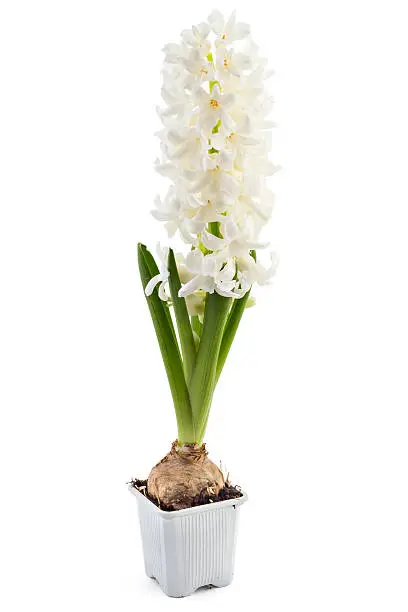 Young white Hyacinth flower seedlings with tuber, Hyacinthus orientalis in flower pot isolated on white backround
