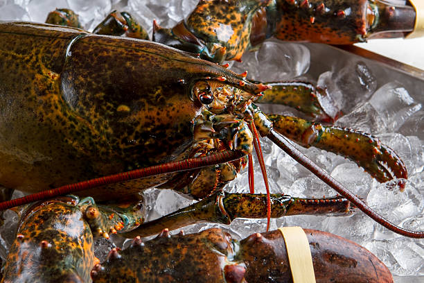 istock Head of lobster. 546179370