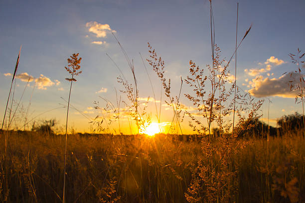 istock Sun shining through blades of grass 546179560