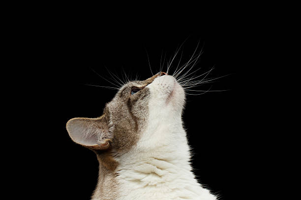 istock Closeup Head of White Cat, Looking up Isolated Black Background 546179922