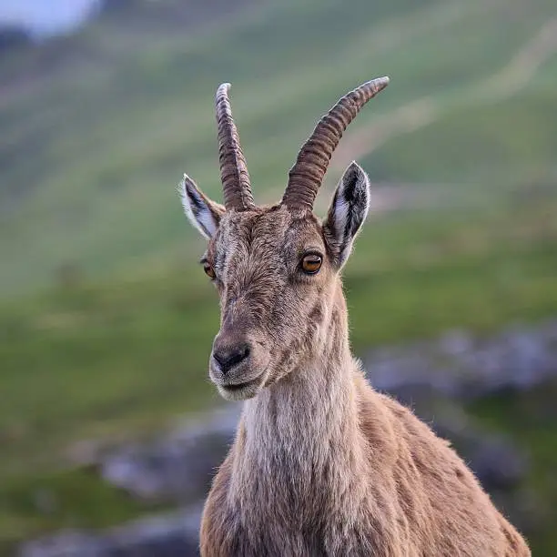Alpine ibex photographed on Mt Niederhorn.