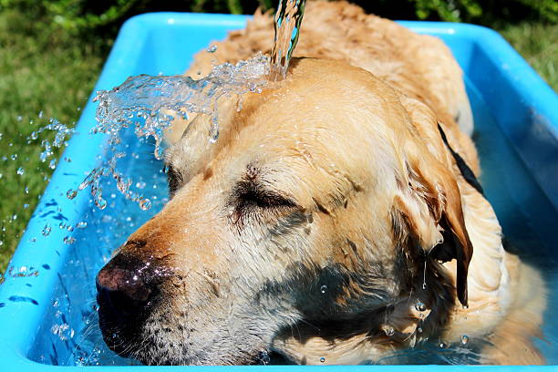 istock Labrador swimming in blue plastic bath 546180536