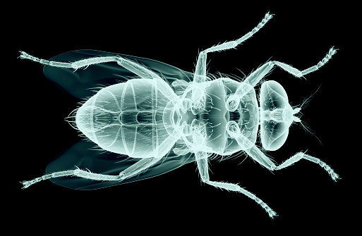 xray image of an insect isolated on black with clipping path.