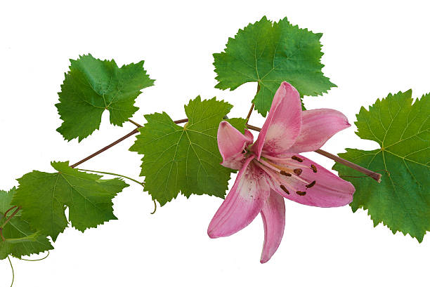 istock One vine stem and one lily 546180798