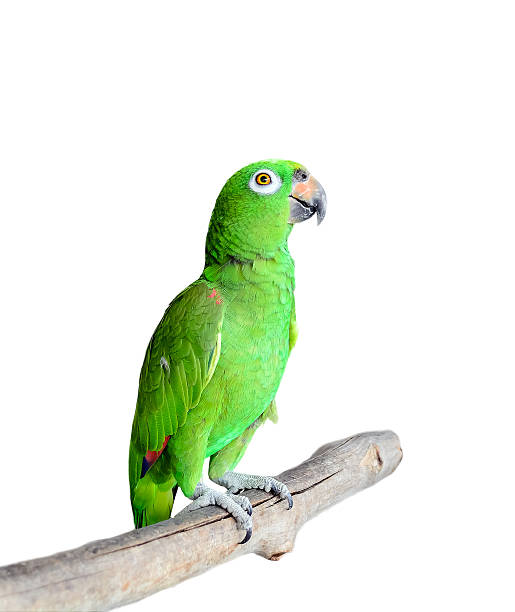 istock Parrot on Branch Isolated on White Background 546180870