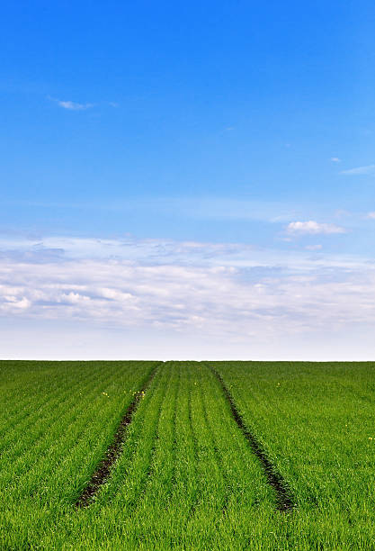 istock field with fresh sprout cereal plants 546181048