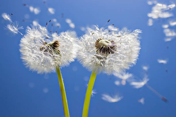 istock Dandelion and dandelion seeds 546181570