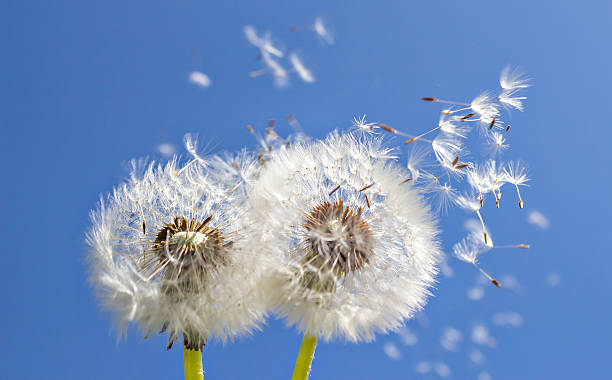 istock Dandelion and dandelion seeds 546181668