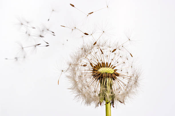Dandelion and dandelion seeds