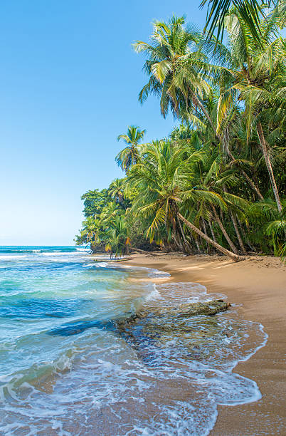 코스타리카의 만사니요 공원의 파라다이스 비치 - costa rica beach palm tree tree 뉴스 사진 이미지