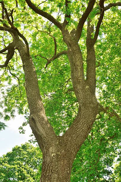 istock Arboreal beauty. 546182550