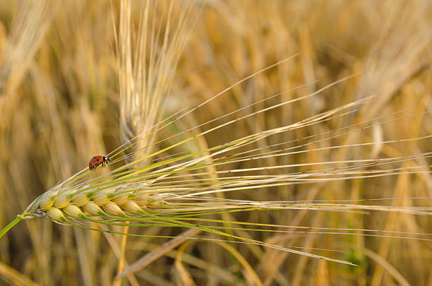 weizenfeld am sonnentag - ladybug wheat nature insect stock-fotos und bilder