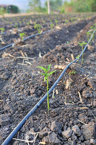 istock Young chili tree growing in the farm. 546183456