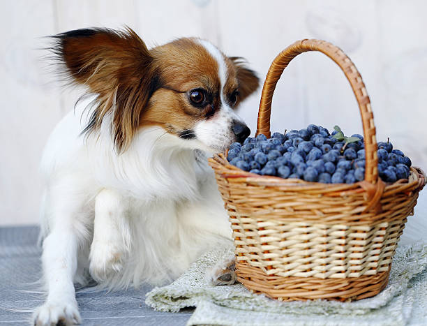 dog sniffs berries stock photo
