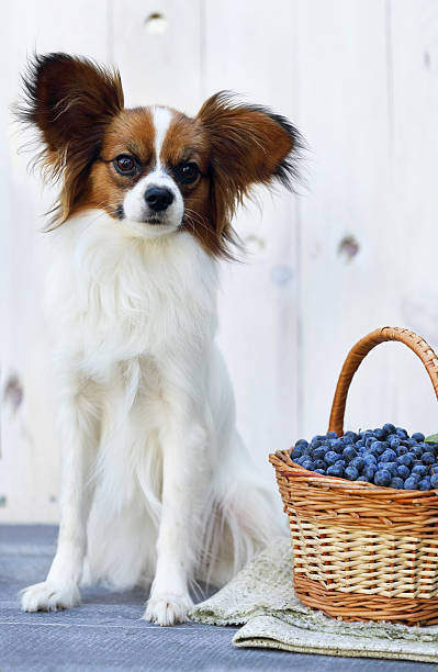 istock dog sits near a basket 546184112