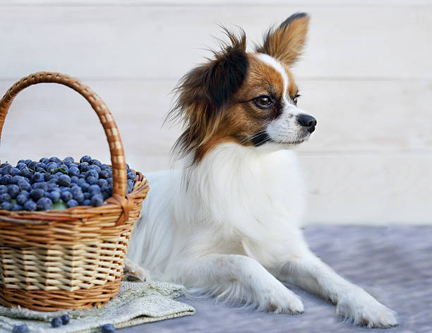 istock dog near a basket 546184162