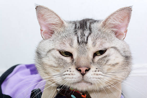 istock American shorthair cat is sitting 546184272