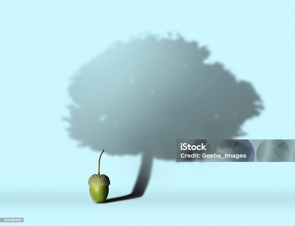 Acorn with oak tree shadow Acorn , shadow , blue background Growth Stock Photo