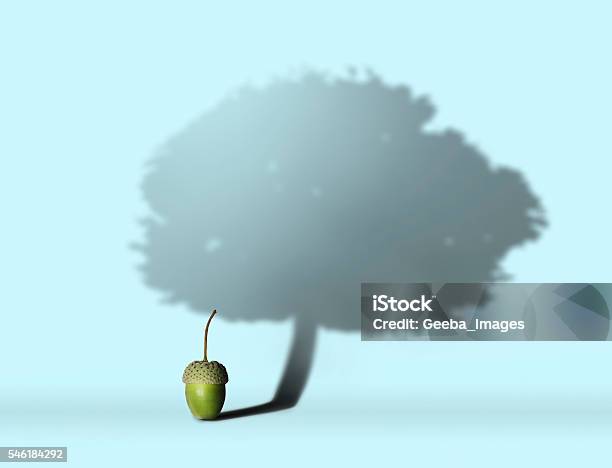 Acorn With Oak Tree Shadow Stock Photo - Download Image Now - Growth, Acorn, Oak Tree