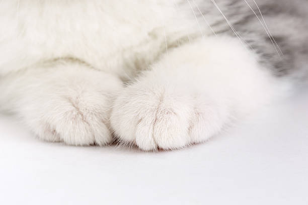 Paws of a kitten on a white background.
