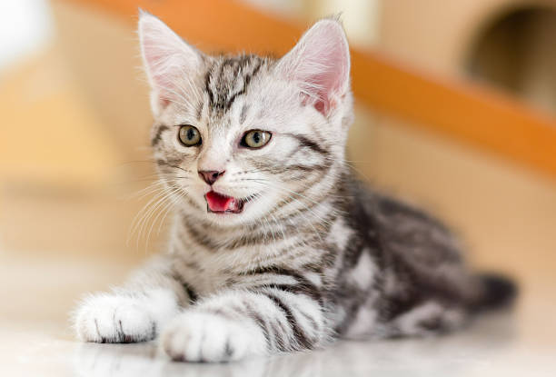 istock Cute American shorthair cat kitten 546184578