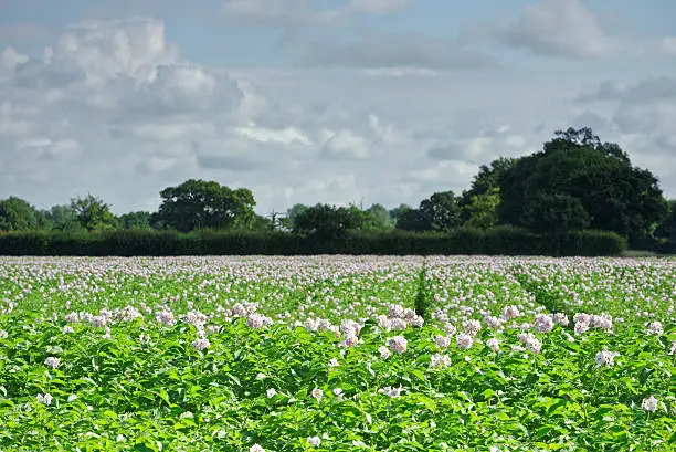 Field of potatoes in flower in the UK