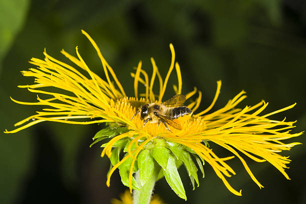 Honey bee on Telekia Speciosa yellow flower macro, selective focus Honey bee collects nectar on Telekia Speciosa yellow flower macro, selective focus, shallow DOF telekia speciosa stock pictures, royalty-free photos & images