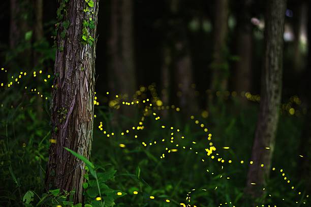 Fireflies in a moonlit forest Light trails of Japanese fireflies in a moonlit forest (Also known as Lampyridae, Luciolinae, Luciola lateralis, heike-botaru, Heike firefly). Okayama, Japan. June 2016 glowworm photos stock pictures, royalty-free photos & images