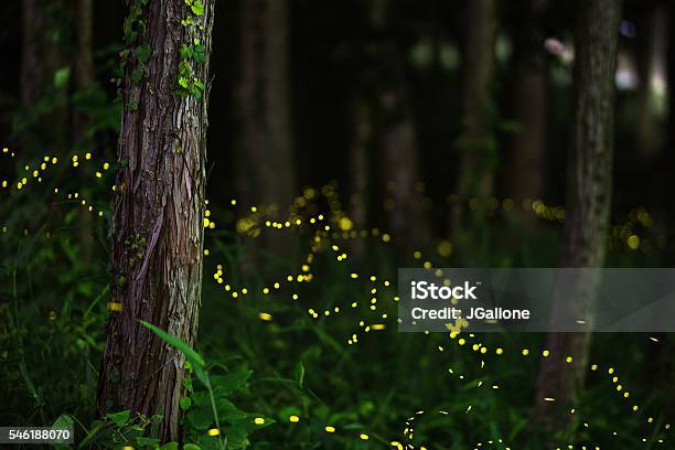 Fireflies In A Moonlit Forest Stock Photo - Download Image Now - Firefly, Forest, Glowworm