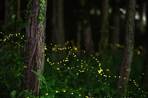 Light trails of Japanese fireflies in a moonlit forest (Also known as Lampyridae, Luciolinae, Luciola lateralis, heike-botaru, Heike firefly). Okayama, Japan. June 2016