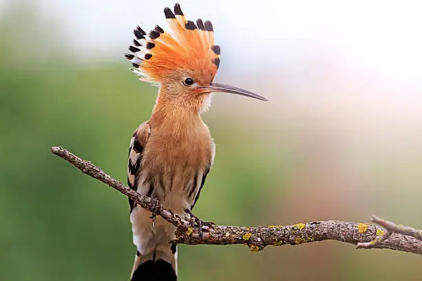 hoopoe disclosed with bangs, colorful bird, an interesting point, good hair, wild bird with sunny hotspot