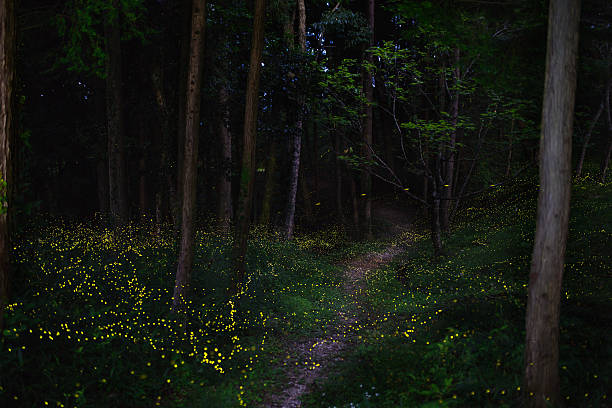 luciérnagas en un bosque de la luna - nocturnal animal fotografías e imágenes de stock