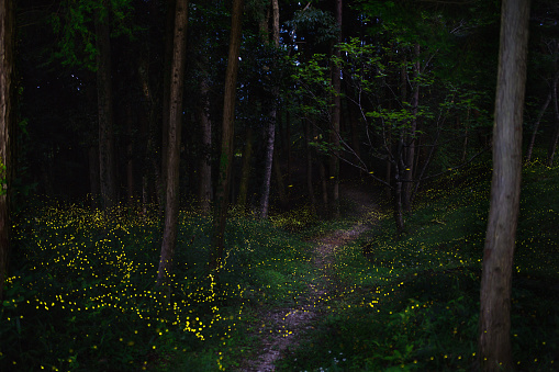 Light trails of Japanese fireflies in a moonlit forest (Also known as Lampyridae, Luciolinae, Luciola lateralis, heike-botaru, Heike firefly). Okayama, Japan. June 2016