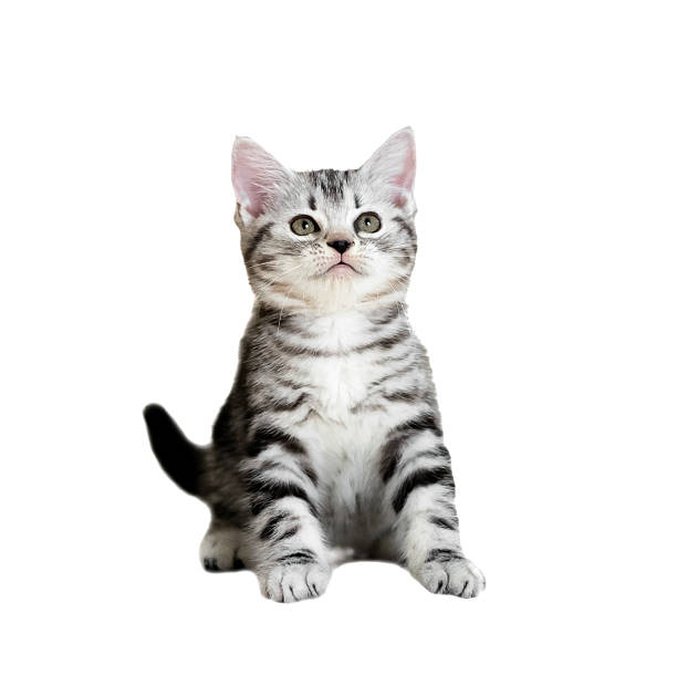 istock Cute American shorthair cat kitten. Isolated o white background 546190028