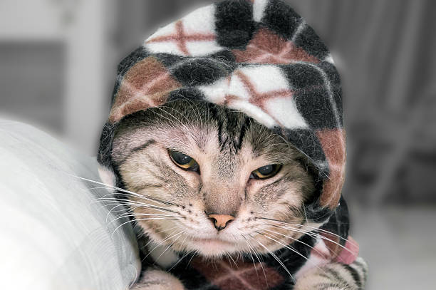 istock Cute American shorthair cat kitten with copy space 546190304