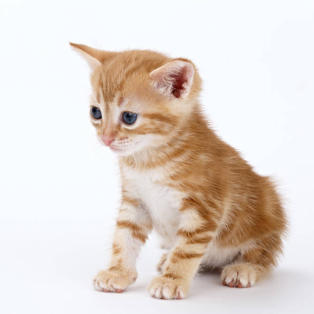 istock Auburn striped kitten sits on a white background. 546190592