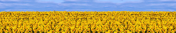 istock Field of sunflowers 546190850