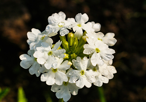 Blossoming of a white yarrow close up. ahileya.