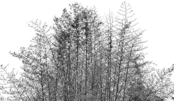 istock Black and white bamboo with leaves on white background 546191988