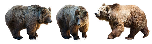 istock Set of 3 brown bears over white 546192078